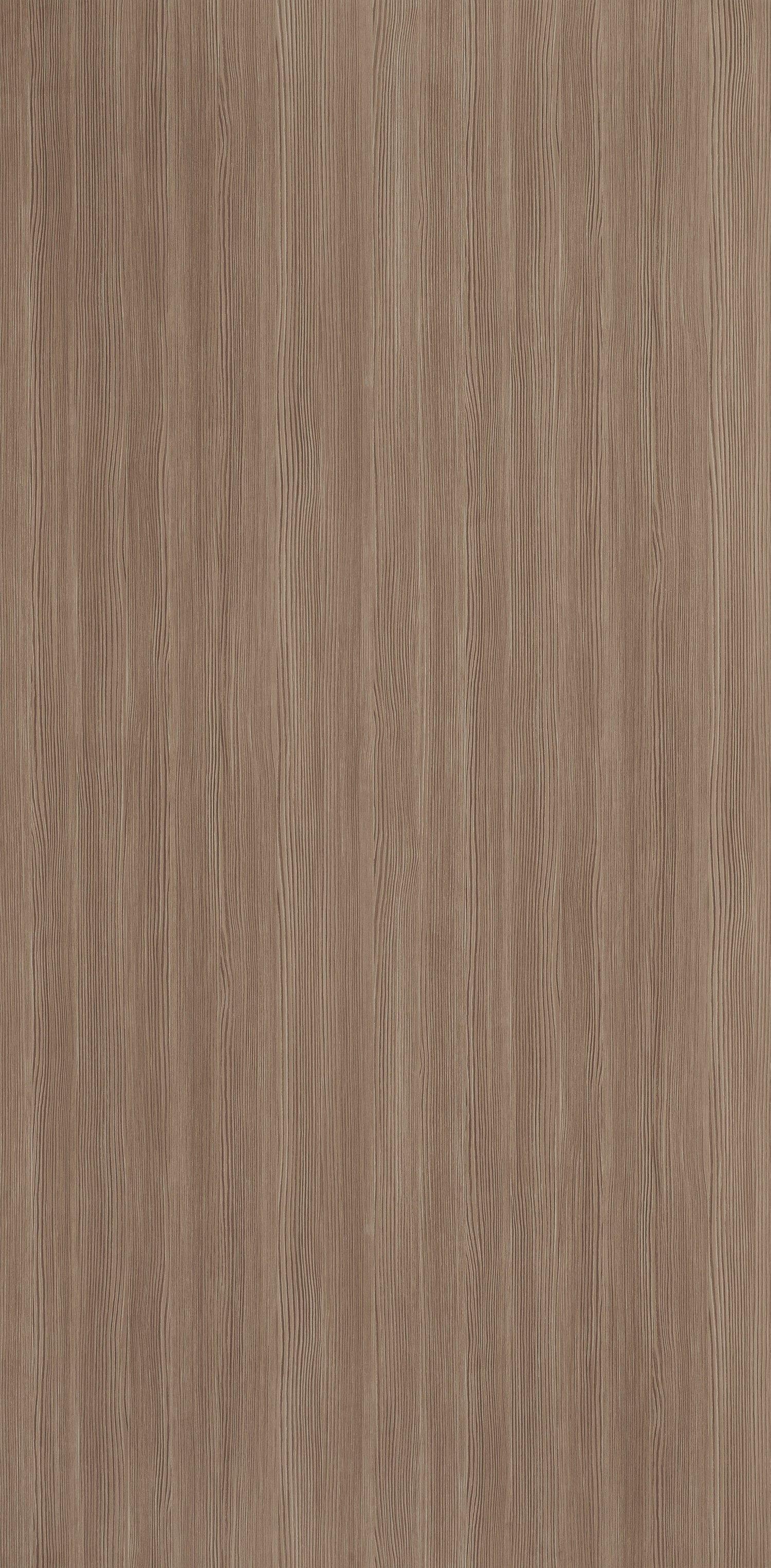 Sandrift Pine Larice