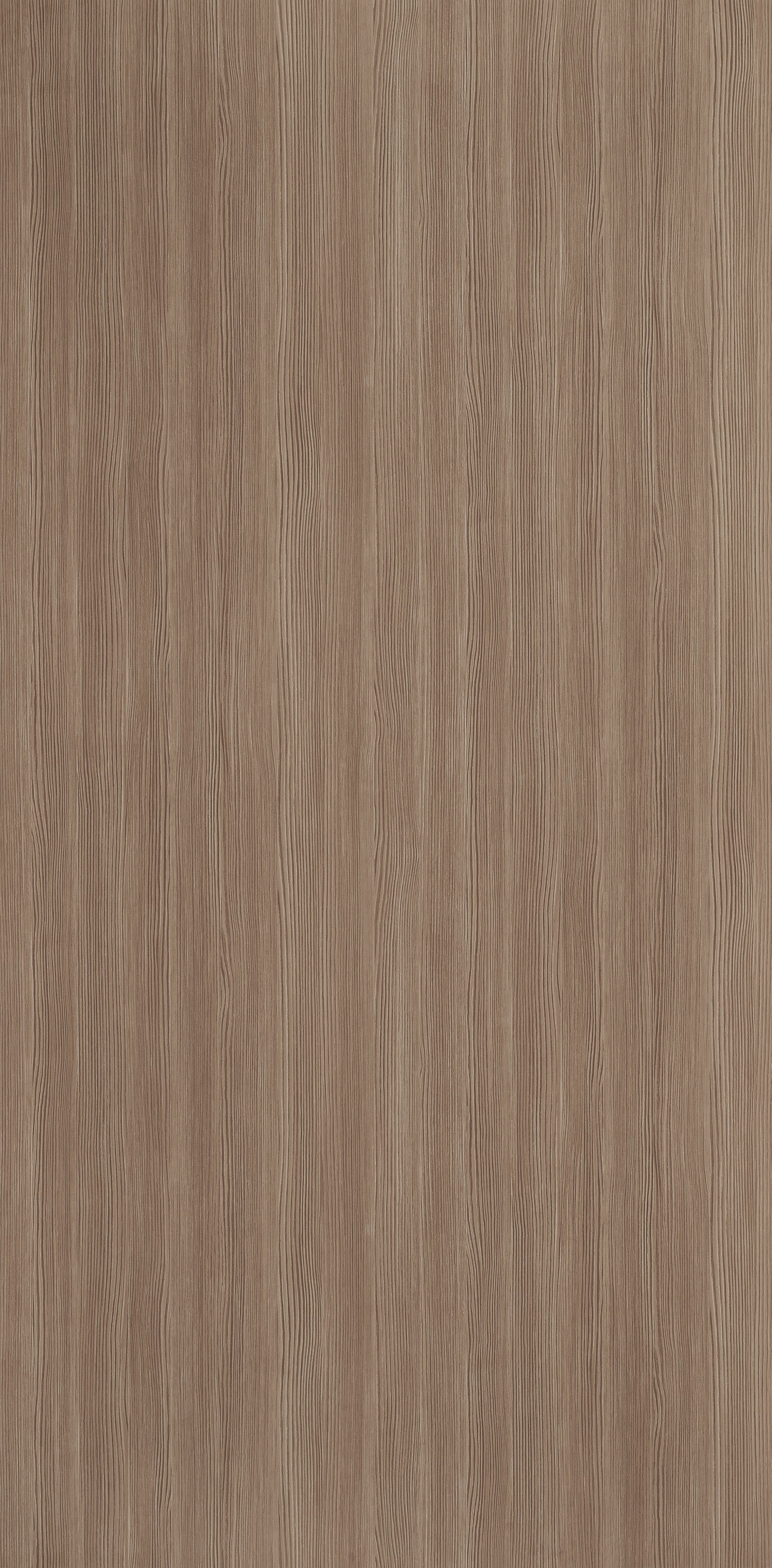 Sandrift Pine Larice