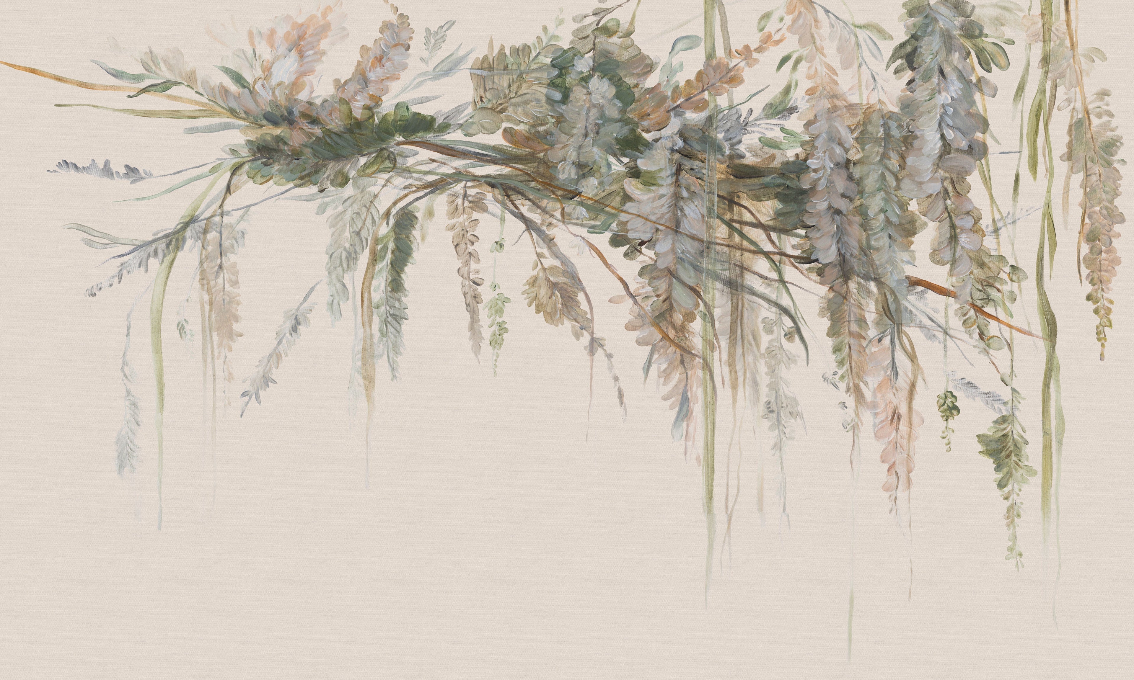 Acacia