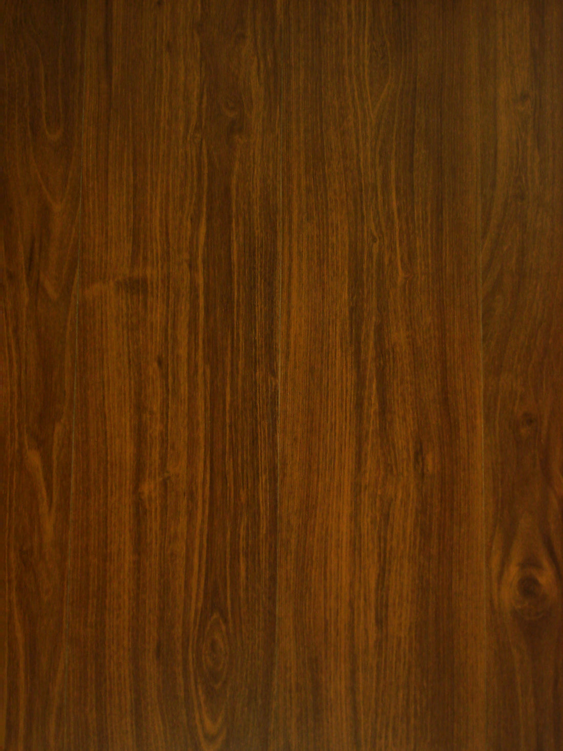 Ambassador Queensland Acacia